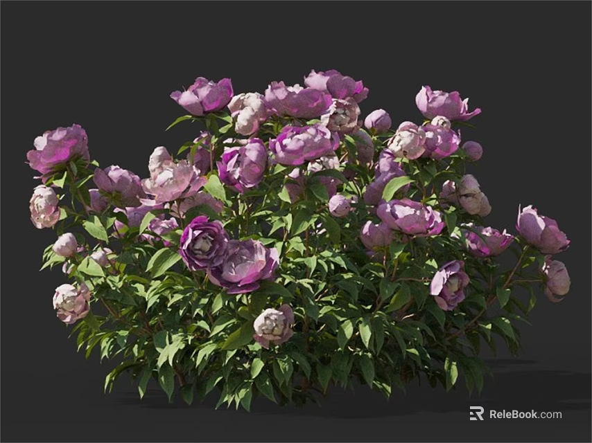 Blooming Purple And Pink Peonies With Fresh Green Leaves In Garden 3d model 