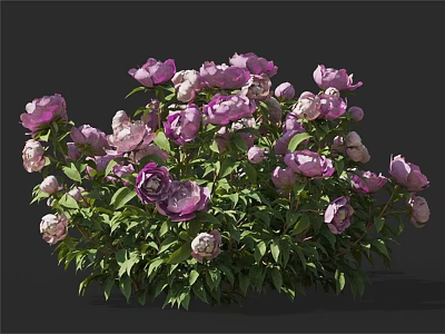 Blooming Purple And Pink Peonies With Fresh Green Leaves In Garden 3d model