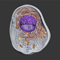 Organ And Hair Follicle Cell Structure 3D Model With Nucleus And Organelles