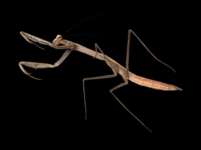 Detailed Brown Praying Mantis With Slender Legs On Black Background 3d model
