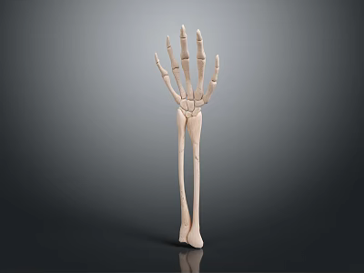 Medical Device Skeletal Hand And Arm Anatomy Model For Human Body Teaching 3d model