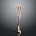 Medical Device Skeletal Hand And Arm Anatomy Model For Human Body Teaching