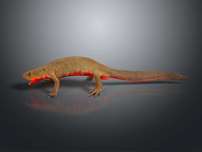 Brown Salamander With Red Belly And Limbs On Dark Background With Reflection 3d model