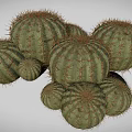 Group of Round Green Cacti with Sharp Spines on White Background 3d model