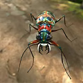 Vibrant Iridescent Beetle With Long Legs And Large Mandibles In Natural Habitat