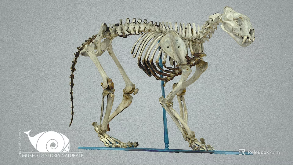 Feline Animal Skeleton Complete Bone Structure For Museum Educational 3d model 