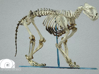 Feline Animal Skeleton Complete Bone Structure For Museum Educational 3d model