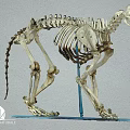 Feline Animal Skeleton Complete Bone Structure For Museum Educational 3d model