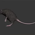 Realistic Dark Fur Rat With Sharp Claws Open Mouth On Dark Reflective Surface 3d model