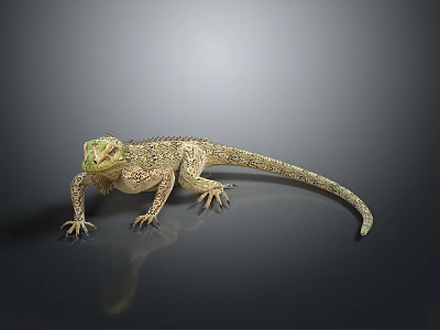 Reptile Lizard With Green Eyes Textured Body Long Tail On Dark Background With Reflection 3d model