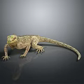 Reptile Lizard With Green Eyes Textured Body Long Tail On Dark Background With Reflection