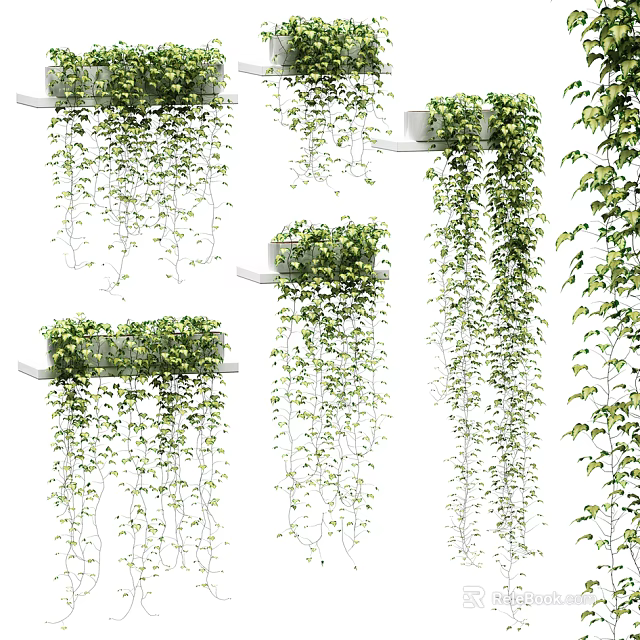 Lush Green Trailing Vines In Hanging Planters For Various Indoor Decorative Use 3d model 