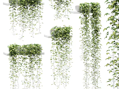 Lush Green Trailing Vines In Hanging Planters For Various Indoor Decorative Use 3d model