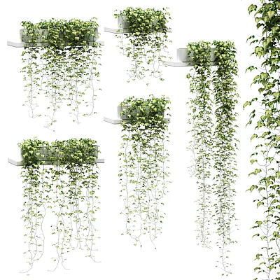 Lush Green Trailing Vines In Hanging Planters For Various Indoor Decorative Use 3d model