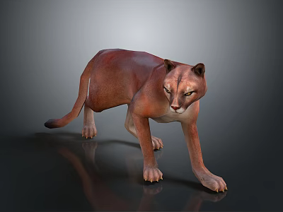 Realistic Puma Walking Pose With Brown Sleek Fur On Dark Reflective Surface 3d model