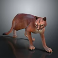 Realistic Puma Walking Pose With Brown Sleek Fur On Dark Reflective Surface