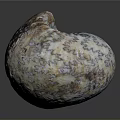 Natural Decorative Seashell as Daily Life Item with Spiral Shape and Colorful Patterns