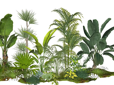 Tropical Plants Collection With Palm Leaves Banana Fronds Ferns And Green Foliage 3d model