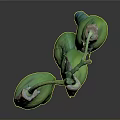 Green Pea Pods Hanging On Stem With Gray Gradient Background And Reflection
