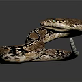 Coiled Snake With Brown And Black Pattern On Dark Background With Reflection 3d model