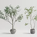 Two Potted Bonsai Plants with Green Foliage in Gray Pots for Indoor Decoration