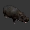 Realistic 3D Hippo Model With Open Mouth And Gray Body Features