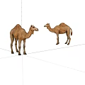 Two Realistic Brown Camels Standing Facing Each Other Against White Background 3d model