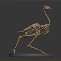 Ostrich Skeleton Model Displaying Bone Organs And Hair Structure On Stand 3d model