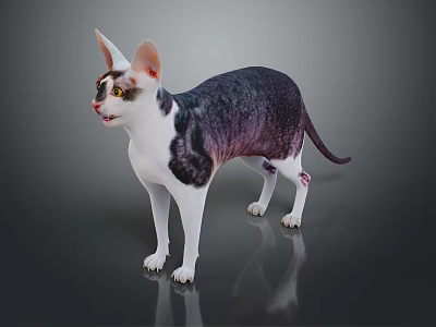 Sphynx Cat With Black White Purple Coat Standing On Dark Reflective Surface 3d model