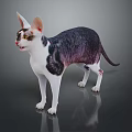 Sphynx Cat With Black White Purple Coat Standing On Dark Reflective Surface