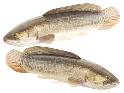 Two Freshwater Fish With Brownish Gray Scales Long Body And Fins 3d model