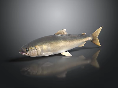 Realistic Silver Fish Side View With Shiny Scales On Dark Background 3d model