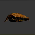 Vibrant Orange Alligator Turtle With Patterned Textured Shell On Gray Background