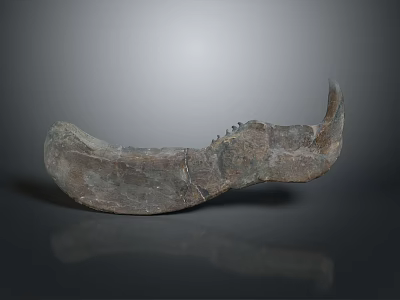 Ancient Animal Organ Fossil With Curved Jawbone And Hair Traces On Dark Background 3d model