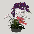 Bonsai Potted Plant With Purple White Pink Orchids And Green Leaves In Dark Pot