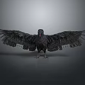 Black Raven with Spread Wings and Detailed Feather Texture on Gray Background
