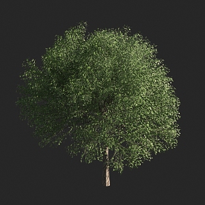 Shrubs 3d model