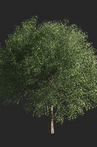 Shrubs 3d model