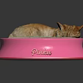 Cat Resting In Pink Bowl With Pinku Text On Reflective Surface