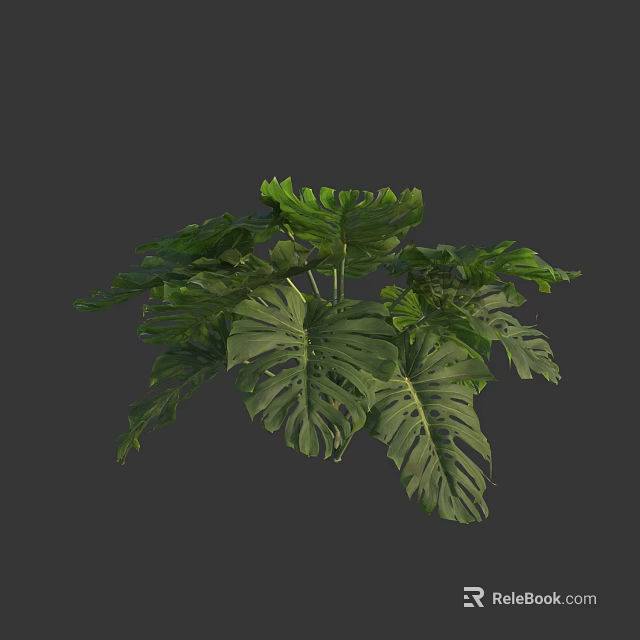 Stunning Tropical Monstera Plant With Large Green Fenestrated Leaves for Home Decor 3d model 