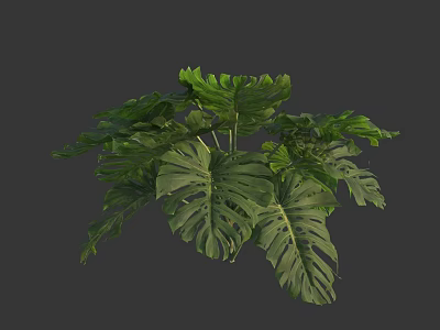 Stunning Tropical Monstera Plant With Large Green Fenestrated Leaves for Home Decor 3d model