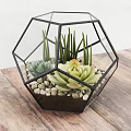 Bonsai Potted Plant In Hexagonal Glass Container With Succulents And Small Pebbles On Wooden Tabletop