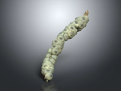 Fresh Green Pod Crop With Long Shape And Bumpy Surface Agricultural Produce 3d model