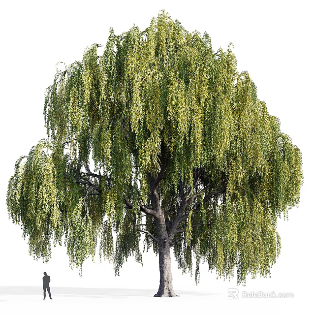 Weeping Willow Tree With Long Drooping Branches And Lush Green Leaves 3d model 