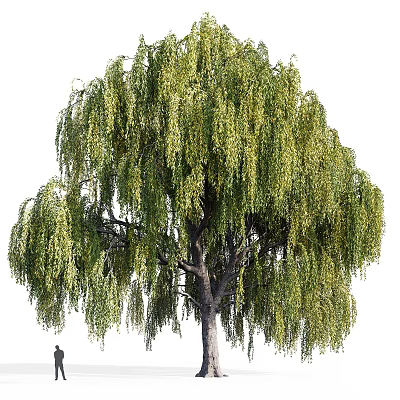 Weeping Willow Tree With Long Drooping Branches And Lush Green Leaves 3d model