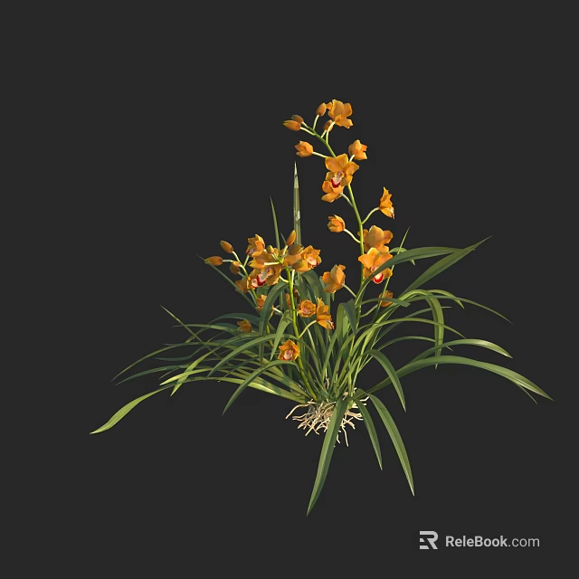 Beautiful Yellow Orchid With Long Green Leaves And Visible Roots Against Black Background 3d model 