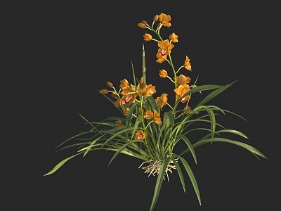 Beautiful Yellow Orchid With Long Green Leaves And Visible Roots Against Black Background 3d model