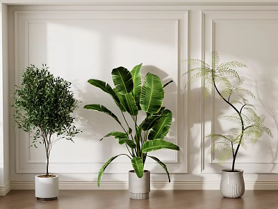 Potted Plants with Various Green Leaves in White Pots on Wooden Floor Against White Walls 3d model