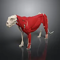 Detailed 3D Dog Anatomy Model Showing Skeleton Muscles And Internal Organs