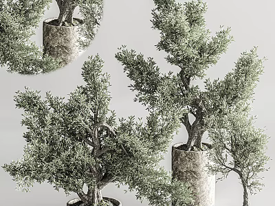 Artistic Bonsai Tree With Unique Branch Design And Lush Green Foliage In Decorative Pot 3d model